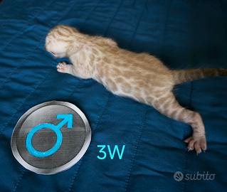 Cuccioli di gatto Bengala Snow Lynx prenotabili