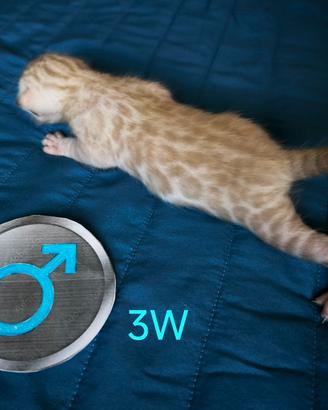 Cuccioli di gatto Bengala Snow Lynx prenotabili