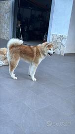 Akita inu