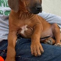 Ultimi 2 maschi Rhodesian Ridgeback:Jabari&Zani