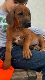Ultimi 2 maschi Rhodesian Ridgeback:Jabari&Zani