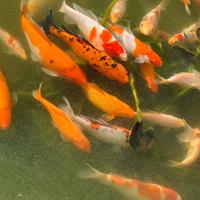 Carpe koi di vari colori, 15 - 40 cm