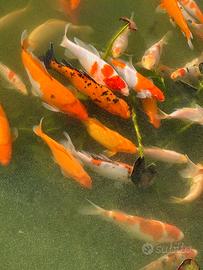 Carpe koi di vari colori, 15 - 40 cm