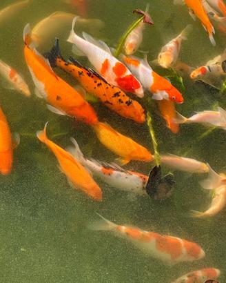 Carpe koi di vari colori, 15 - 40 cm