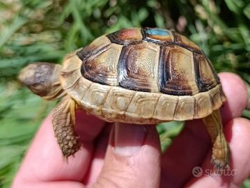 Tartaruga testuggine Testudo marginata