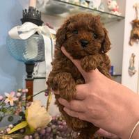 Barboncino mini toy e nano