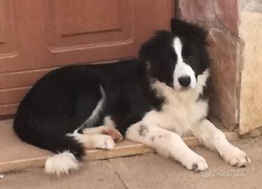 Border collie con pedigree