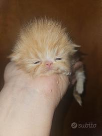 Gatto persiano 2