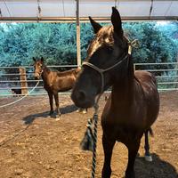 Puledra Tolfetana con documento ANAREAI