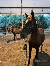 Puledra Tolfetana con documento ANAREAI