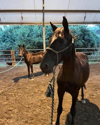 Puledra Tolfetana con documento ANAREAI