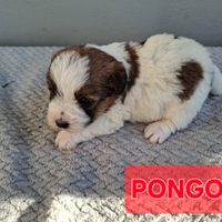 Cuccioli jack russell ruvidi