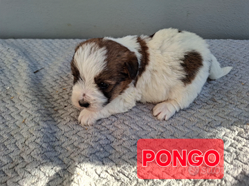 Cuccioli jack russell ruvidi