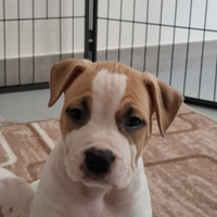 American staffordshire terrier