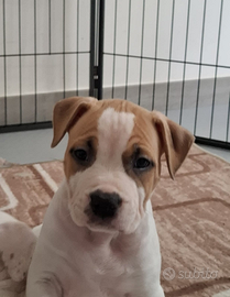 American staffordshire terrier