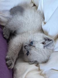 Cuccioli scottish stright