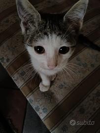 Gattina