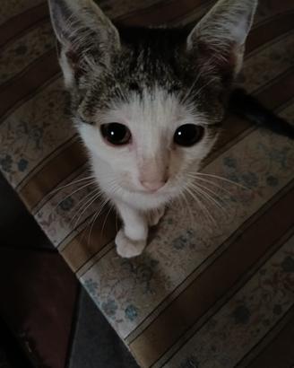Gattina