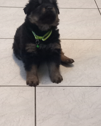 Rottwailer