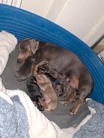 Cuccioli di bassotto nani