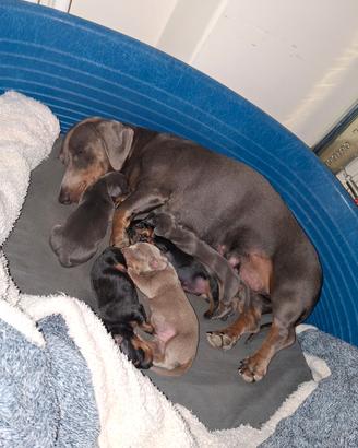 Cuccioli di bassotto nani