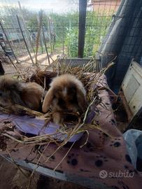 Coniglietti ariete nani miniloop