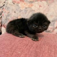 Cucciolo di gatto persiano