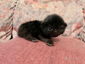 Cucciolo di gatto persiano