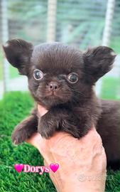 Dorys femmina chihuahua pronta con pedigree