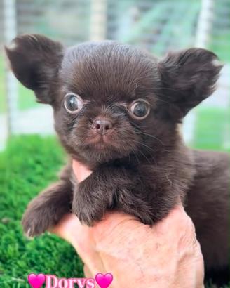 Dorys femmina chihuahua pronta con pedigree