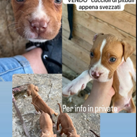 Cuccioli di pitbull read nouse