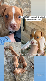 Cuccioli di pitbull read nouse