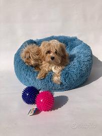 Maltipoo - m & f