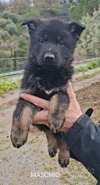 Cuccioli di Pastore Tedesco