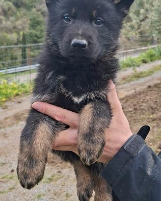 Cuccioli di Pastore Tedesco