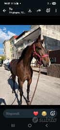 Cavallo