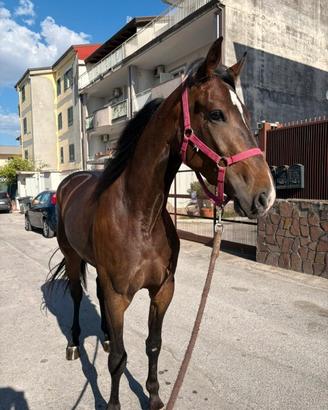 Cavallo