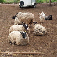 Agnello e ariete pecore romanov