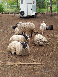 Agnello e ariete pecore romanov