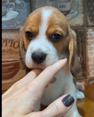 Cuccioli di beagle