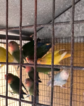 Coppia di inseparabili gialli