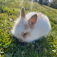 Conigli nani arieti con pelo d'angora