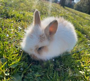 Conigli nani arieti con pelo d'angora