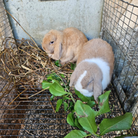 Conigli arieti mini lop