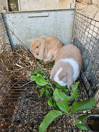 Conigli arieti mini lop