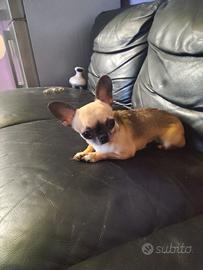 Oiyt chihuahua mini Toy