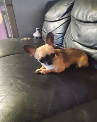 Oiyt chihuahua mini Toy