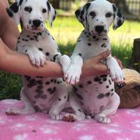 Cuccioli Dalmata Selezionati