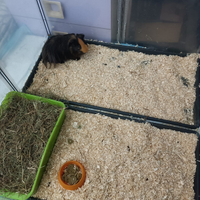 Cavia peruviana /porcellino d'india
