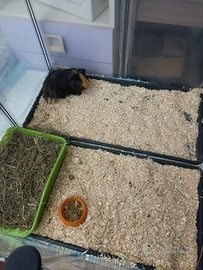 Cavia peruviana /porcellino d'india